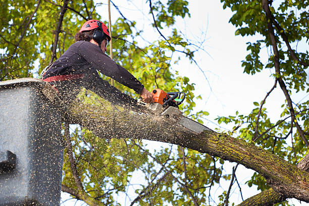 Best Tree Pruning Services  in Five Points, NC